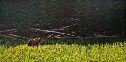 Oil painting of a grizzly bear stepping from a sunlit wildflower meadow into the shadowy calm of a forest